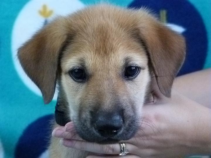 chinook puppy